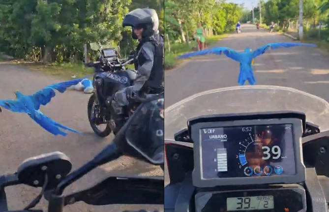 Vídeo: arara voa ao lado de policiais durante patrulhamento em Tocantins