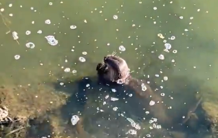 Vídeo: lontra é flagrada na Lagoa da Pampulha, em Belo Horizonte