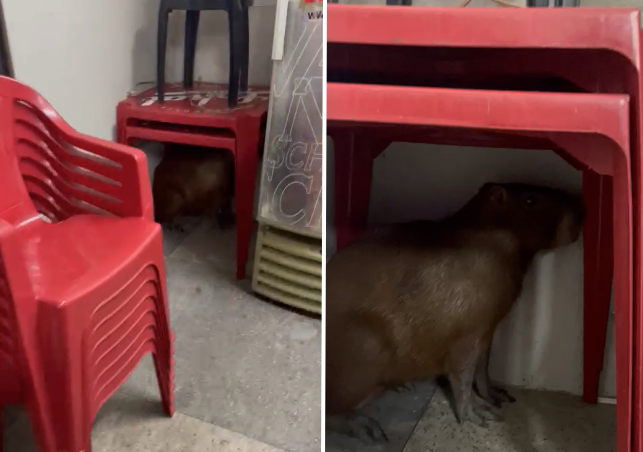 Vídeo: capivara se assusta e corre para mesa de bar em Itaúna (MG)
