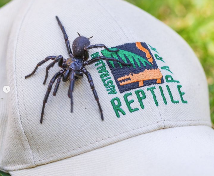 'Hércules': aranha rara e venenosa é encontrada na Austrália