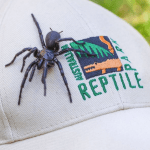 'Hércules': aranha rara e venenosa é encontrada na Austrália