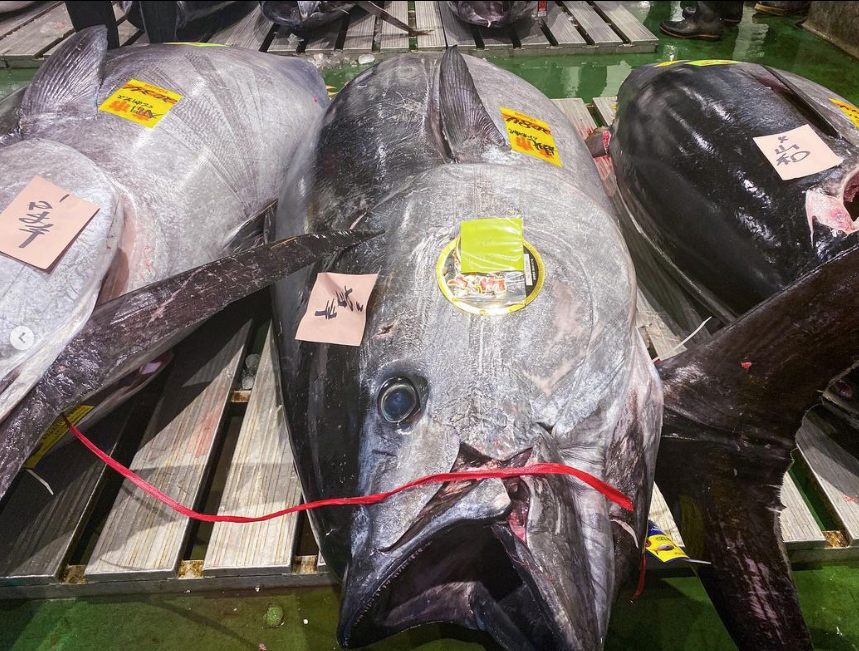 Atum gigante é arrematado por quase R$ 4 milhões em tradicional leilão do Japão
