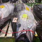 Atum gigante é arrematado por quase R$ 4 milhões em tradicional leilão do Japão