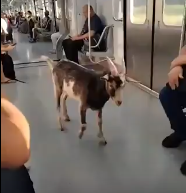 Vídeo: bode pega ‘carona’ em trem de São Paulo e chama a atenção das autoridades