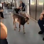 Vídeo: bode pega ‘carona’ em trem de São Paulo e chama a atenção das autoridades