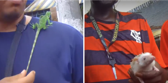 Aves, iguanas, jabutis e ouriços são vendidos ilegalmente em Feira de Duque de Caxias (RJ)