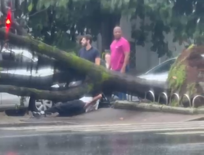 Vídeo: árvore cai e atinge pedestre na avenida Getúlio Vargas, em BH
