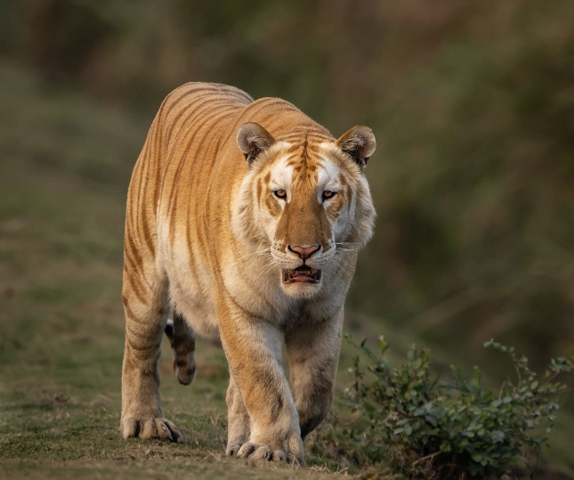 Presença de tigre raro na Índia preocupa conservacionistas; entenda