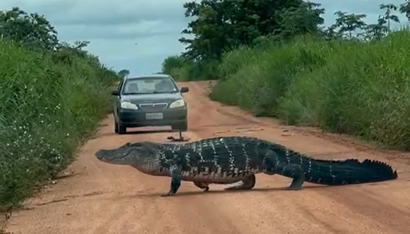 Jovem vê jacaré gigante em estrada no Tocantins