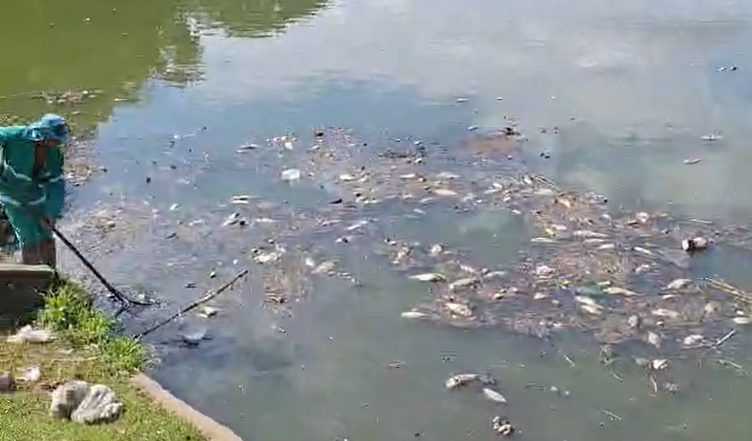 Fuad diz que Prefeitura pode multar Copasa por morte de peixes na Lagoa da Pampulha