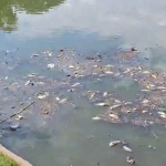 Prefeitura de BH culpa Copasa por morte de peixes na Lagoa da Pampulha