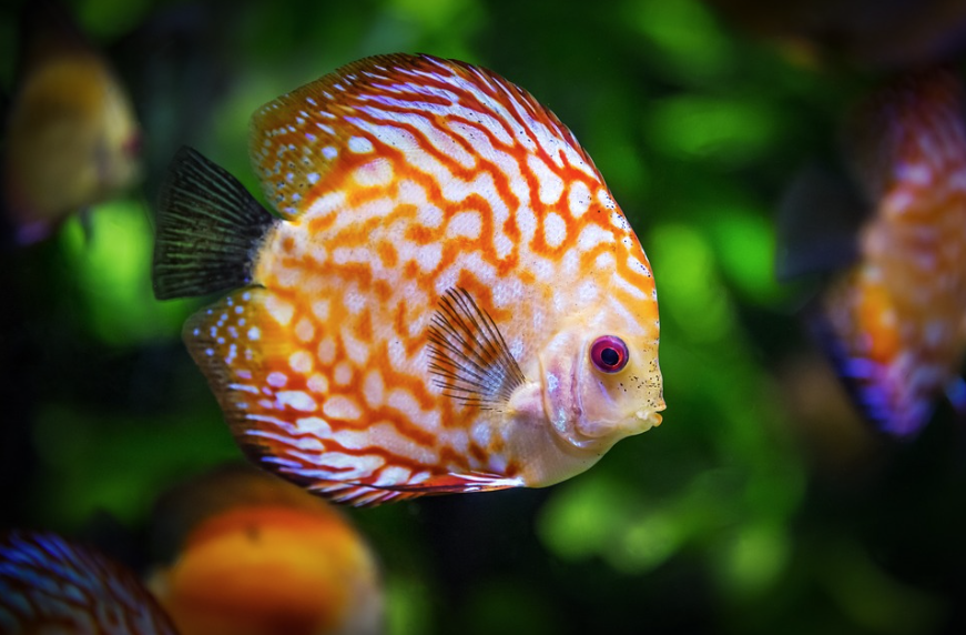 Produtores de peixes ornamentais e técnicos do governo debatem termos de uma nova  legislação para o setor