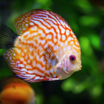 Produtores de peixes ornamentais e técnicos do governo debatem termos de uma nova legislação para o setor