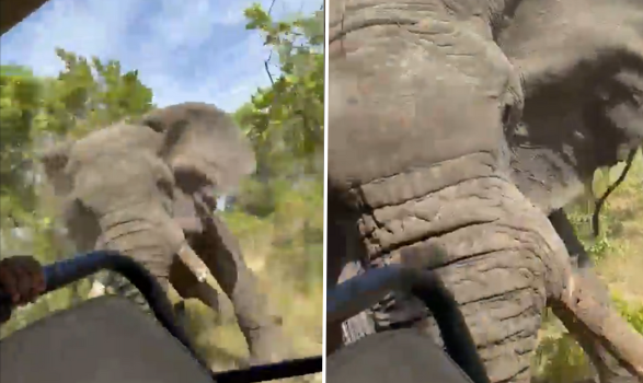 Vídeo: turista morre ao ser atacada por elefante durante safári na África