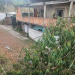 Família que teve casa danificada por árvore pede apoio para reconstrução