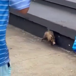 Torcida do Grêmio flagra gambá nas arquibancadas de São Januário; assista
