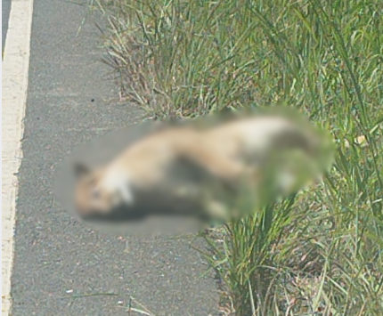 Onça-parda é encontrada morta à margem de rodovia em Montes Claros (MG)