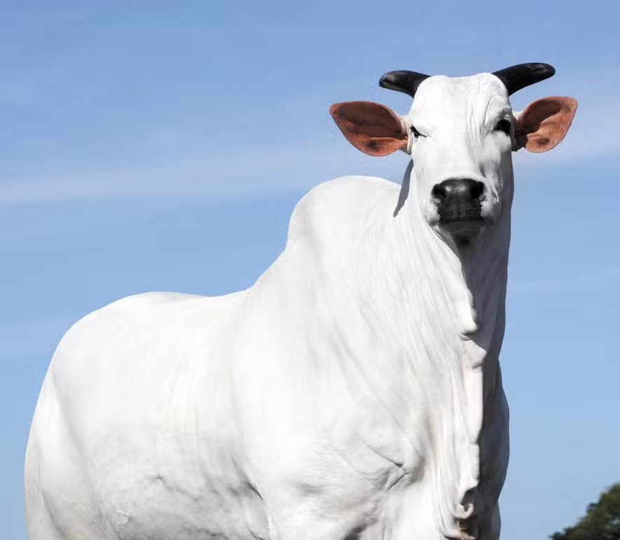 Vaca Donna FIV domina a Expozebu com valorização de R$ 15 milhões em leilão; entenda