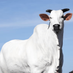 Vaca Donna FIV domina a Expozebu com valorização de R$ 15 milhões em leilão; entenda