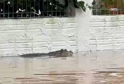 Chuvas no RS: Jacaré nada por ruas alagadas de Porto Alegre; veja vídeo