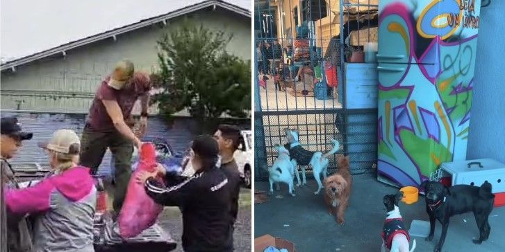 Abrigo enfrenta fake news e falta de doações para pets em Canoas, no Rio Grande do Sul