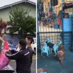 Abrigo enfrenta fake news e falta de doações para pets em Canoas, no Rio Grande do Sul