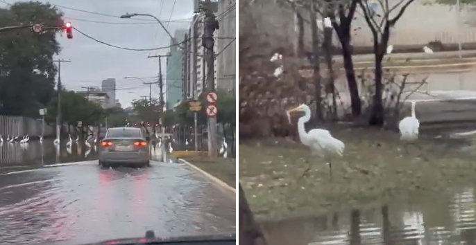 Moradores flagram garças se alimentando de peixes em avenida alagada de Porto Alegre