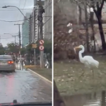 Moradores flagram garças se alimentando de peixes em avenida alagada de Porto Alegre