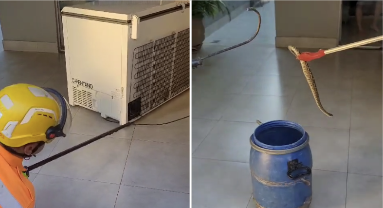 Vídeo: bombeiros encontram cobra cascavel dentro de freezer em casa de Montes Claros (MG)