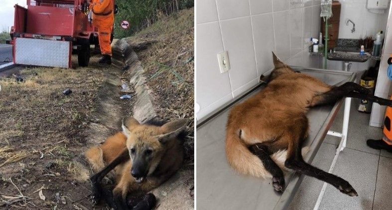Corpo de Bombeiros resgata lobo-guará após animal ser atropelado em rodovia de MG