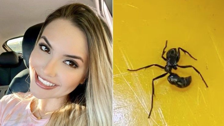 Formiga com a picada mais dolorosa do mundo ataca mãe em piscina de bolinhas em SP
