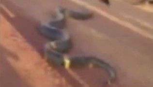 Vídeo: sucuri de seis metros é flagrada atravessando rodovia no Amazonas