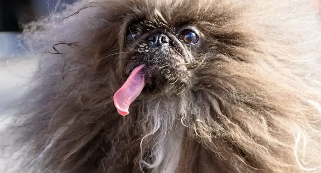 ‘Cachorro mais feio do mundo' é eleito na Califórnia; saiba qual é a raça