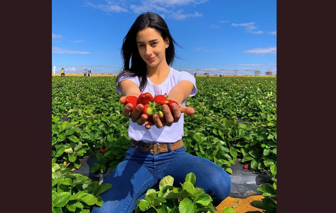 Produtores de morango de São Gotardo convidam para a tradicional ‘colheita no pé’; entenda