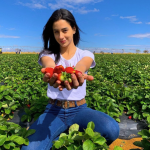 Produtores de morango de São Gotardo convidam para a tradicional ‘colheita no pé’; entenda