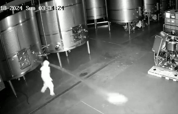 Vídeo: mulher abre tonéis de vinho e causa prejuízo de R$ 13 milhões após ser demitida