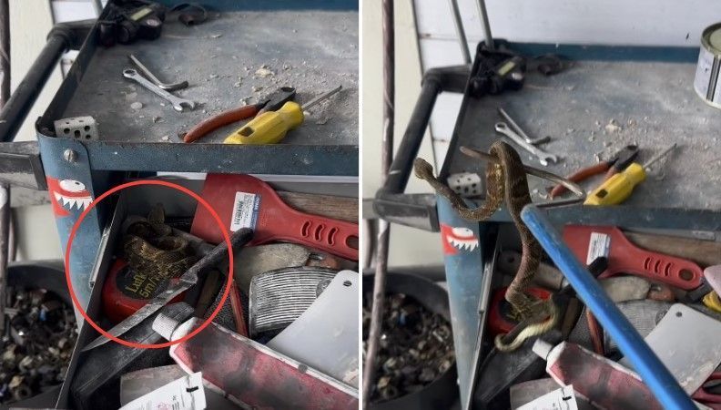 Mecânico encontra uma das cobras mais venenosas do Brasil em gaveta de oficina em SC
