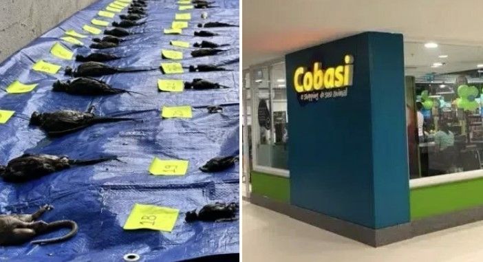 Após pet morrerem afogados no RS, Justiça proíbe Cobasi de vender animais em shoppings