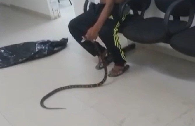 Vídeo: homem leva cobra a posto de saúde no litoral de SP após ser picado pelo animal