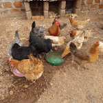 Brasileiros consumiram 45,6 quilos de carne de frango per capita em 2024