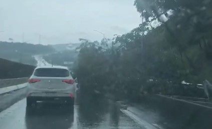 Vídeo: árvore cai na MG-10, na saída de Lagoa Santa, e deixa o trânsito complicado nesta sexta (27)