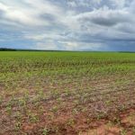 Franco Leilões anuncia fazenda avaliada em R$ 21 milhões pela metade do preço; veja como participar