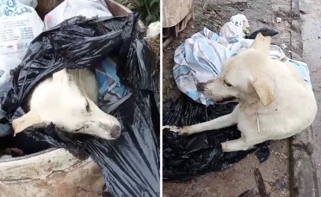 Cachorro encontrado vivo em saco de lixo em Betim, na Grande BH, morre após resgate