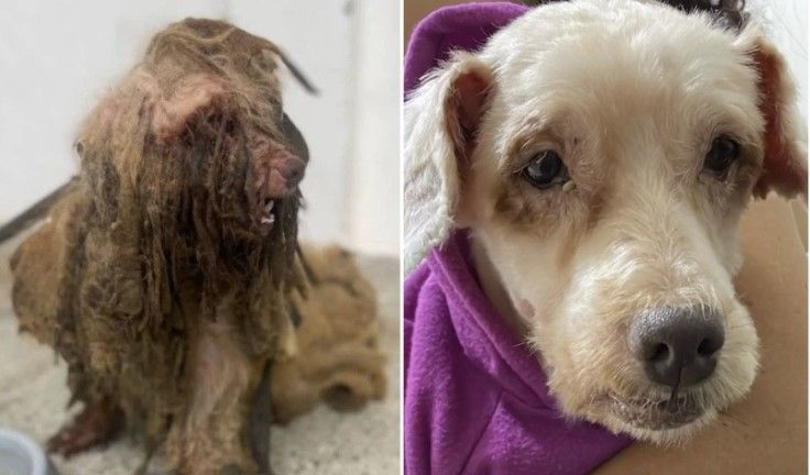 Vídeo: Cãozinho resgatado com 3 kg de sujeira no Ceará recebe alta e é adotado