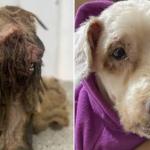 Vídeo: Cãozinho resgatado com 3 kg de sujeira no Ceará recebe alta e é adotado