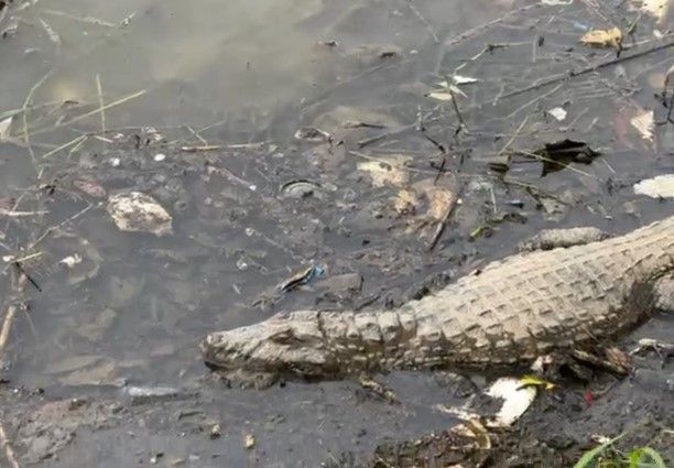 Morreu? Dormiu? Jacaré da Pampulha é avistado imóvel e preocupa moradores de Belo Horizonte