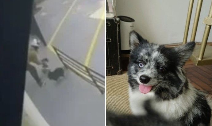 Homem é filmado furtando cachorrinha no Cidade Nova em BH: 'estamos desesperados', diz tutor