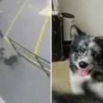 Homem é filmado furtando cachorrinha no Cidade Nova em BH: 'estamos desesperados', diz tutor
