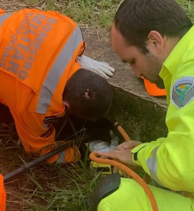Cão é resgatado de tubulação em Ouro Preto e recebe atendimento veterinário