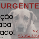 Sítio que abriga animais resgatados precisa de ajuda